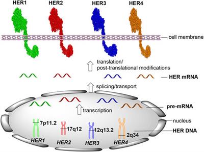 Editorial: Cancer treatment and early detection targeting HER receptors, Volume II